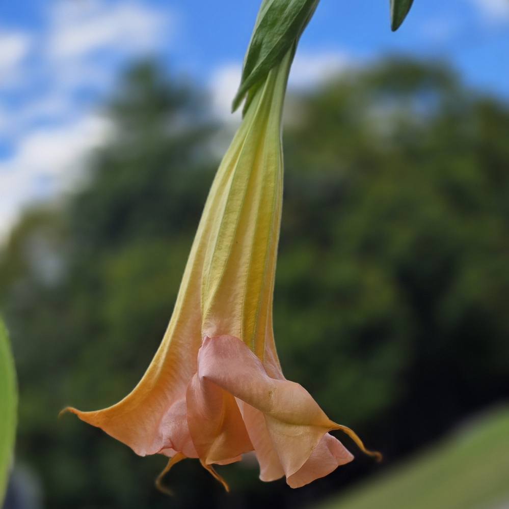 Burgsmania Unrooted Cutting